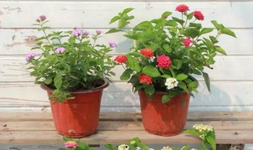 枫丹搞笑爆料视频大全最新,笑料百出,揭秘娱乐圈幕后趣闻 第3张 枫丹搞笑爆料视频大全最新,笑料百出,揭秘娱乐圈幕后趣闻 第3张